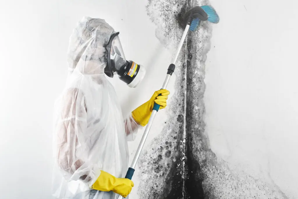 Choose Rewind Restoration in the Fort Worth area for trusted and reliable mold removal services.