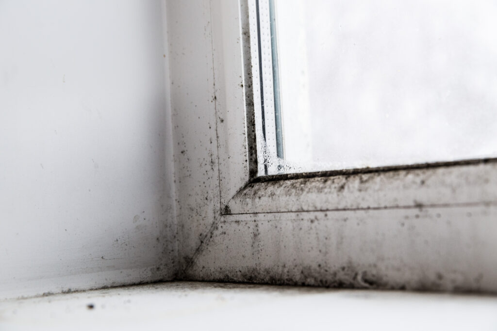 Call Rewind right away if you see mold. We are mold and water restoration experts.